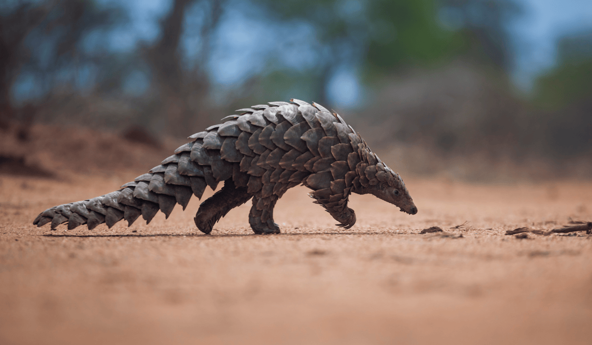 A pangolin walking in the wild.