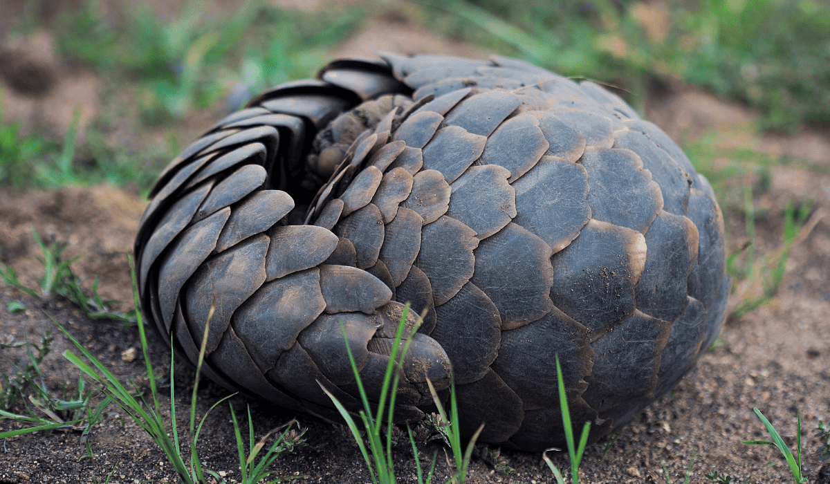 A pangolin curled up in a ball.