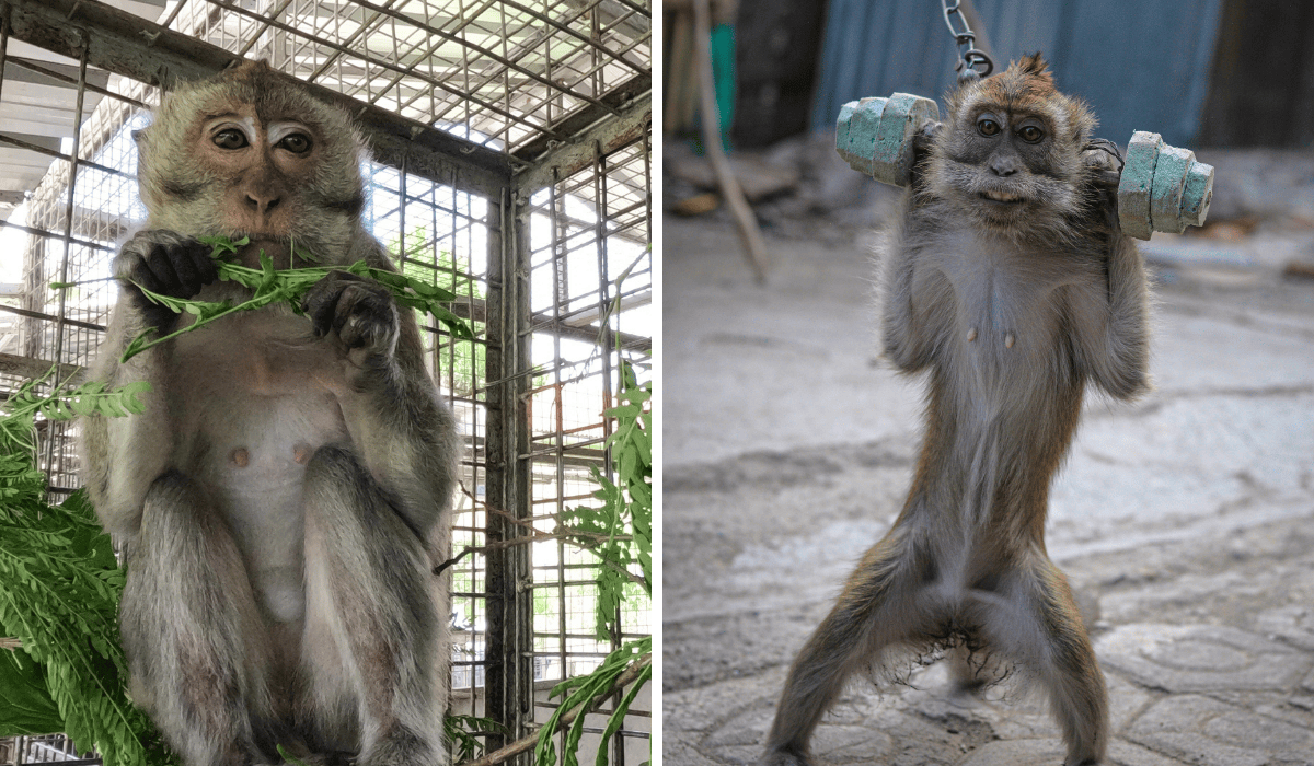  Monkeys Amel (left) and Meli (right) rescued from a dancing monkey operation in Indonesia.