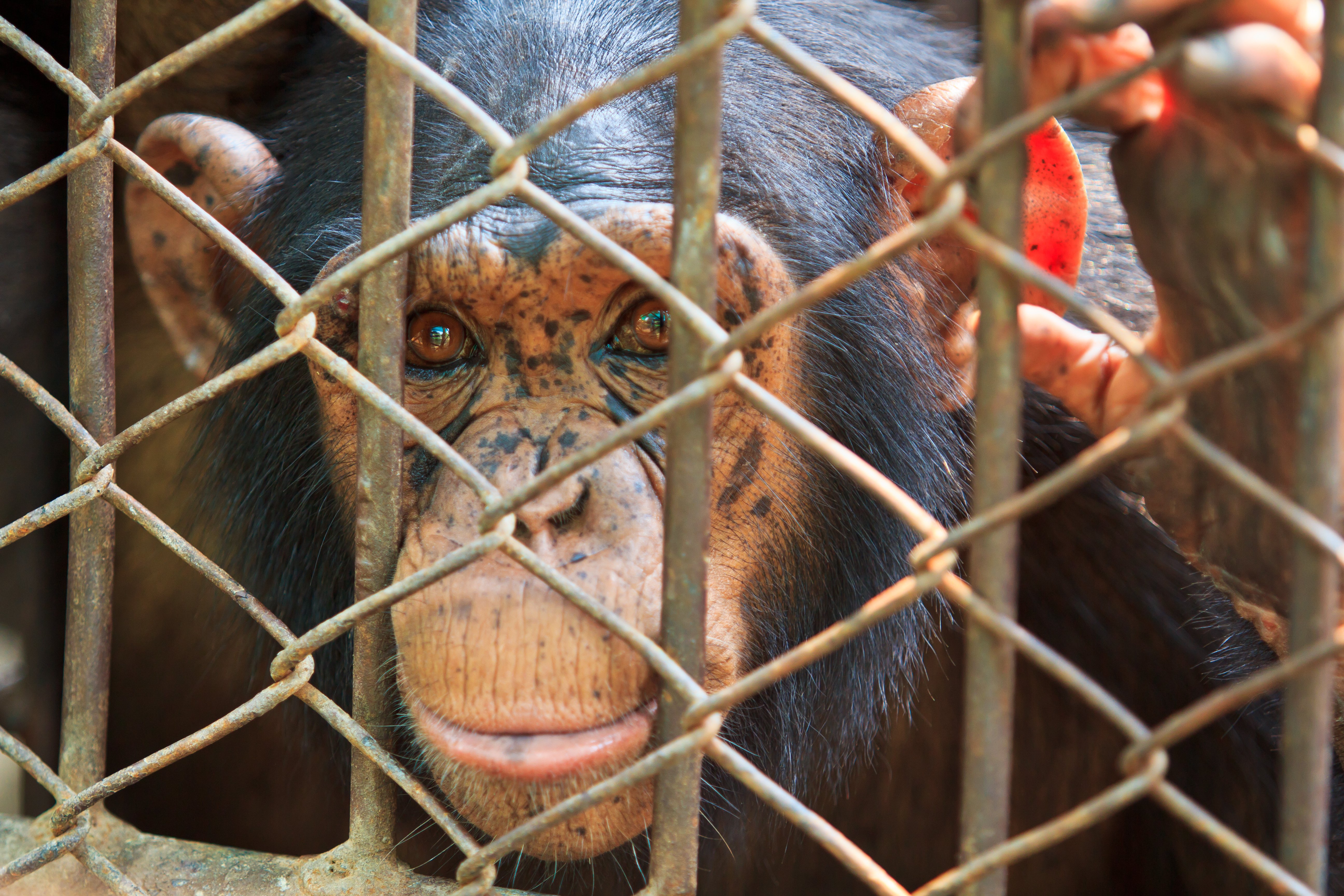 A chimp behind bars at a zoo.