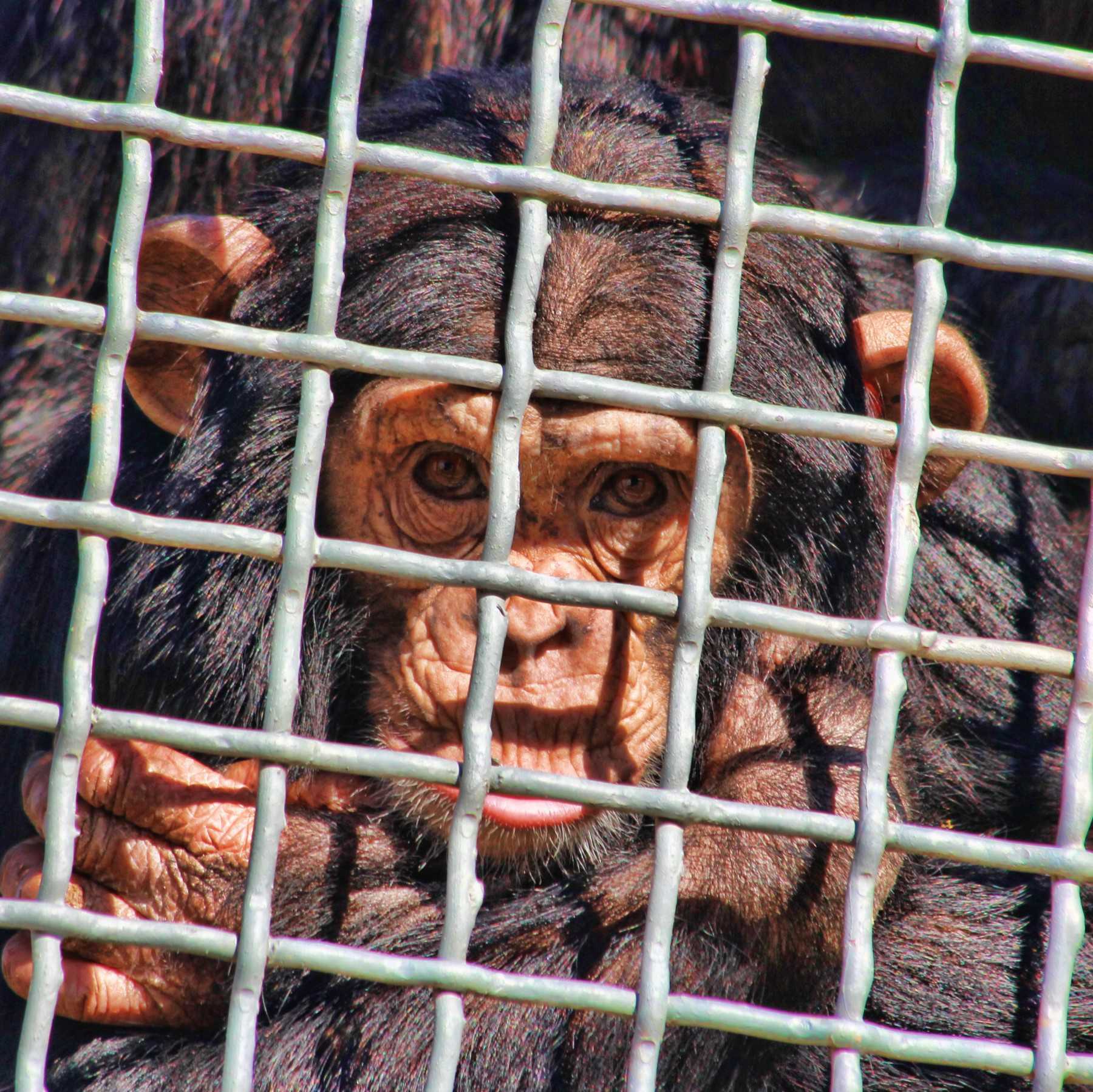 A chimp in a cage.