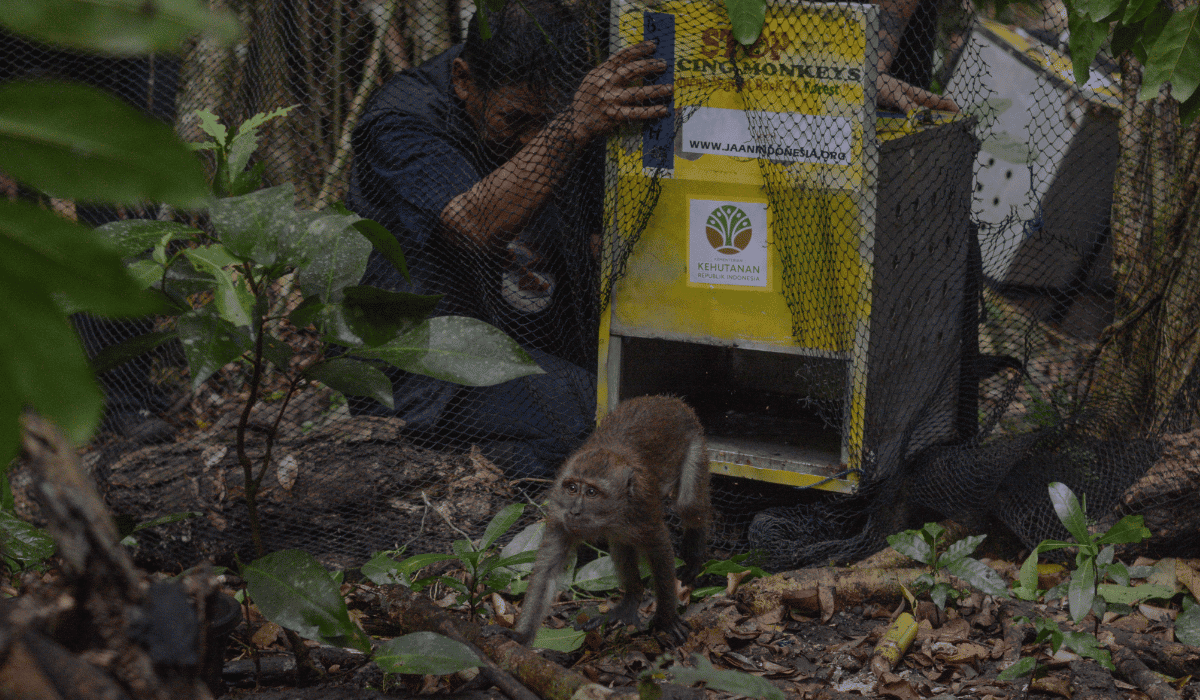 A monkey being released into the wild.
