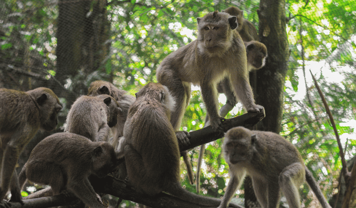 Jono the monkey released into the wild.