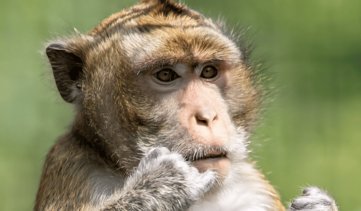 Tucker, a macaque residing at Black Pine Animal Sanctuary.