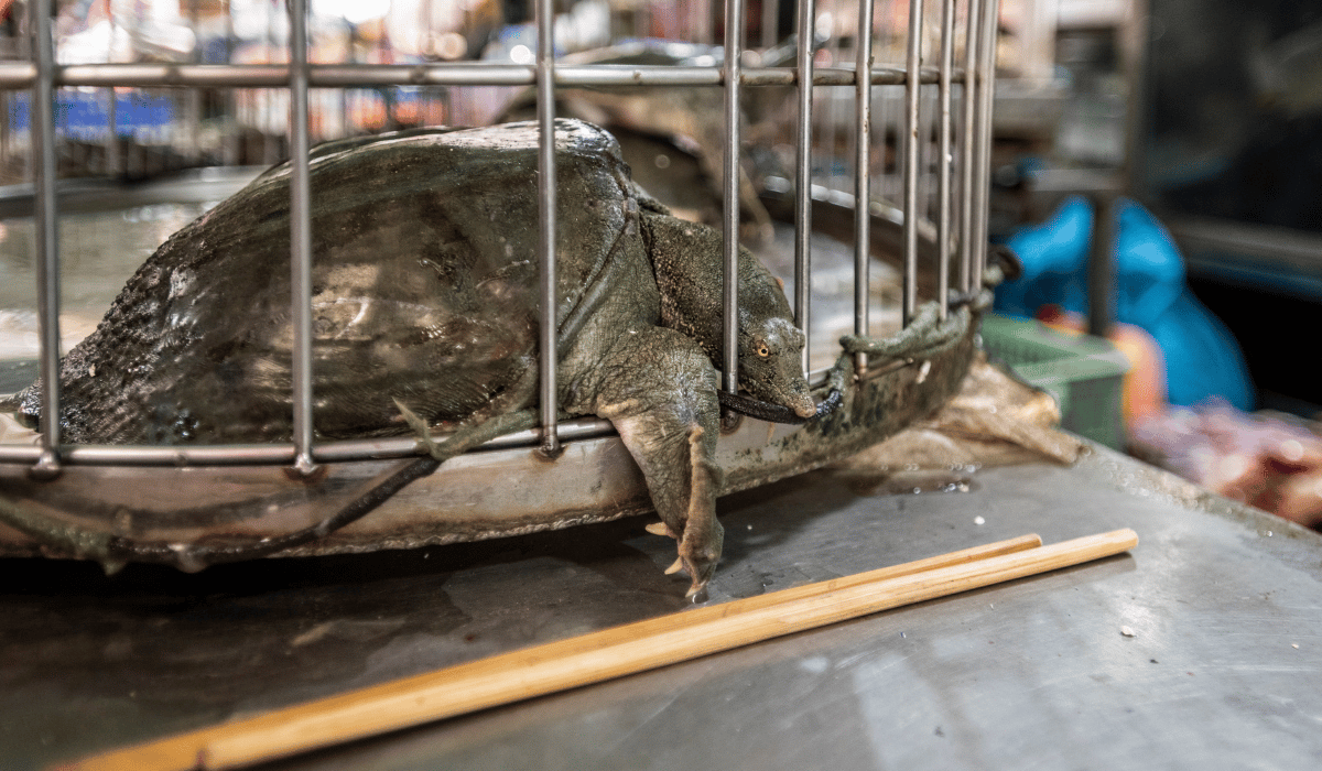 A turtle in a cage in a wet market in Vietnam.
