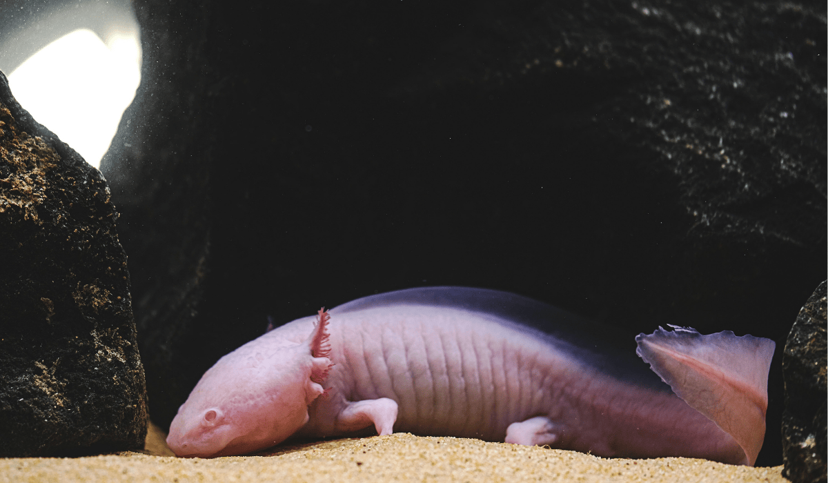 An axolotl resting on sand in the water.