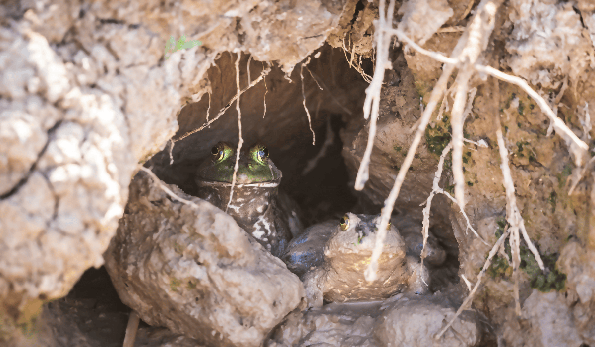 A frog hibernating in a cave.
