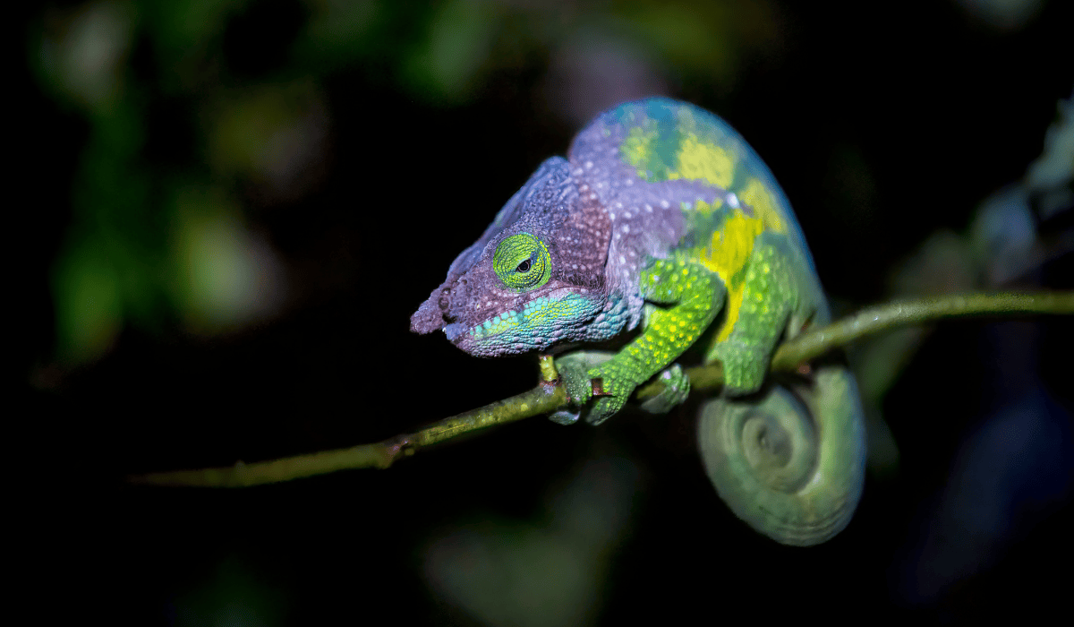 A chameleon perched on a branch.