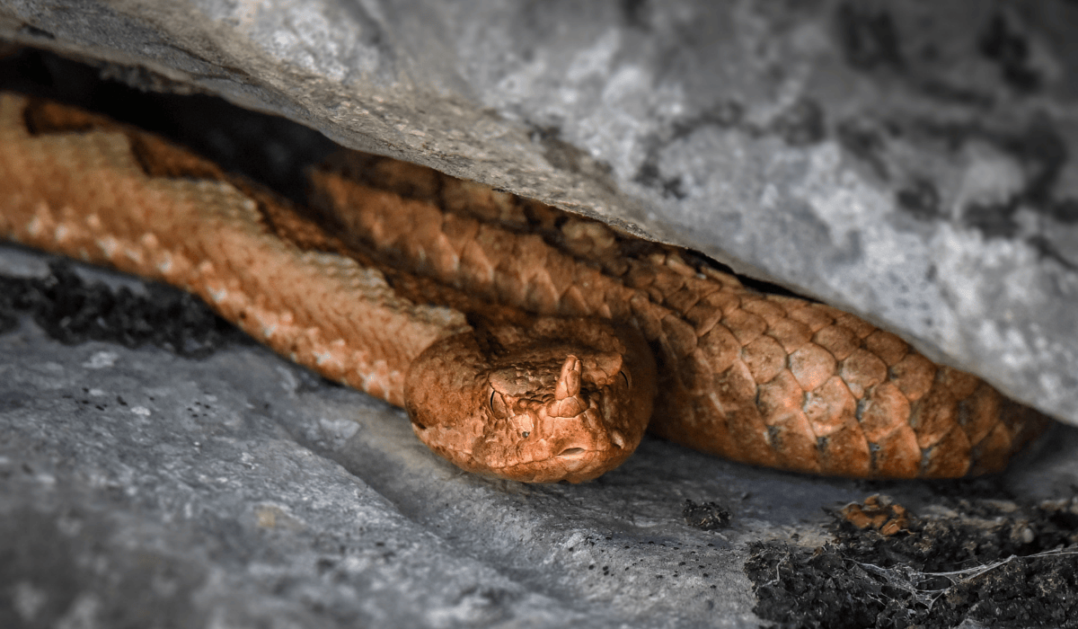 A snake hibernating in rocks.