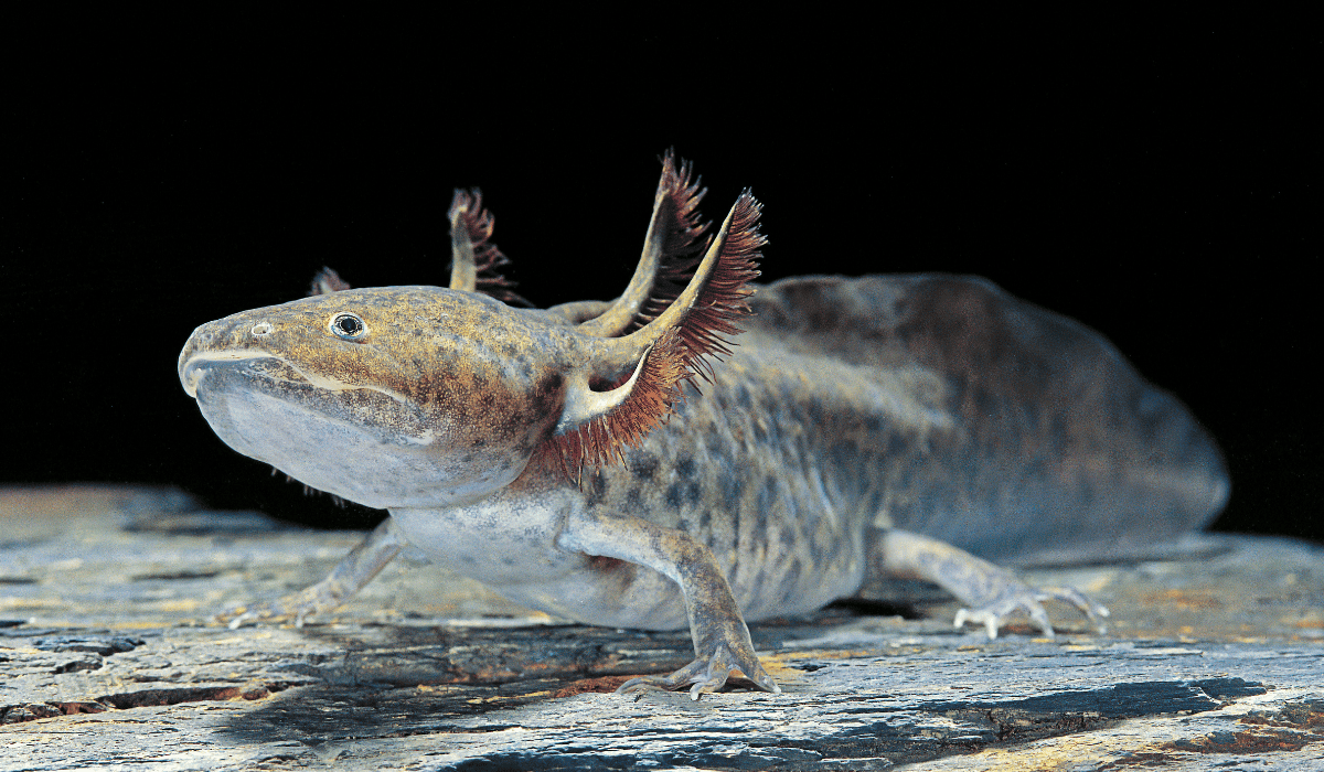 A speckled axolotl.