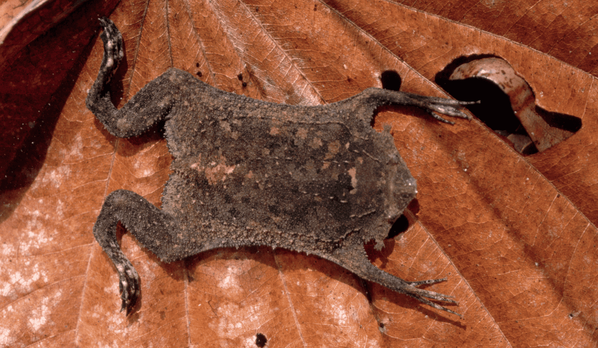 A Surinam toad on a leaf.