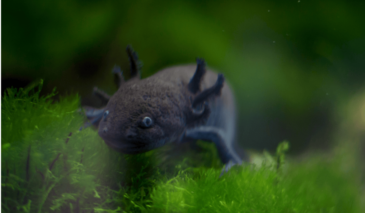 A black axolotl.
