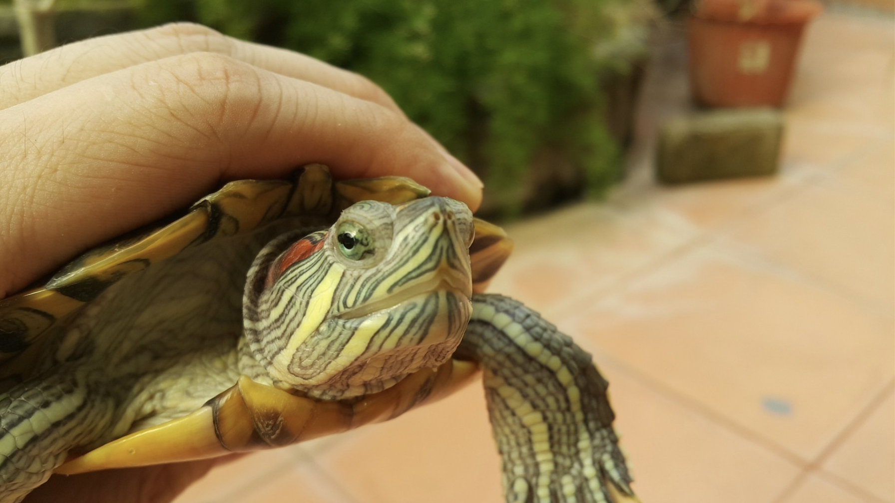 Someone holding a red-eared slider turtle.