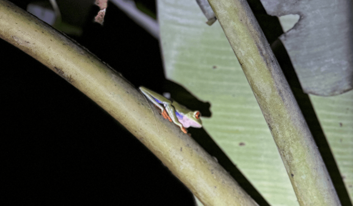 A red-eyed tree frog at Tapir Valley Wildlife Heritage Area.