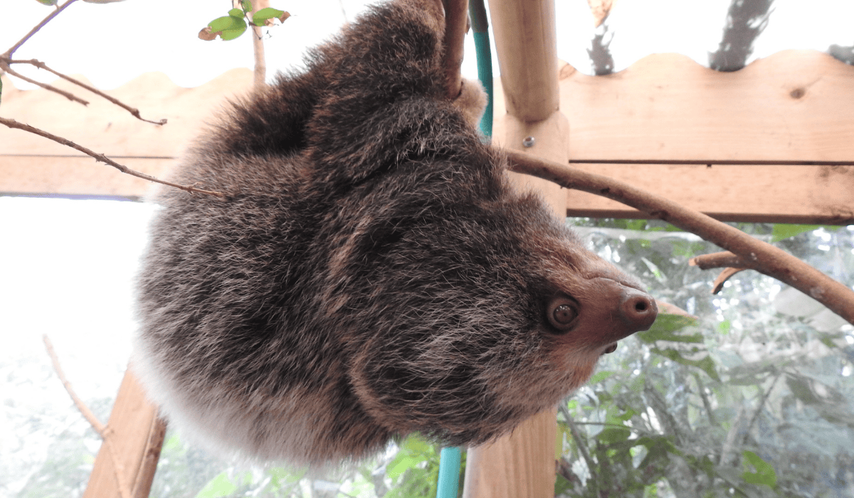 A sloth hanging from a tree branch.