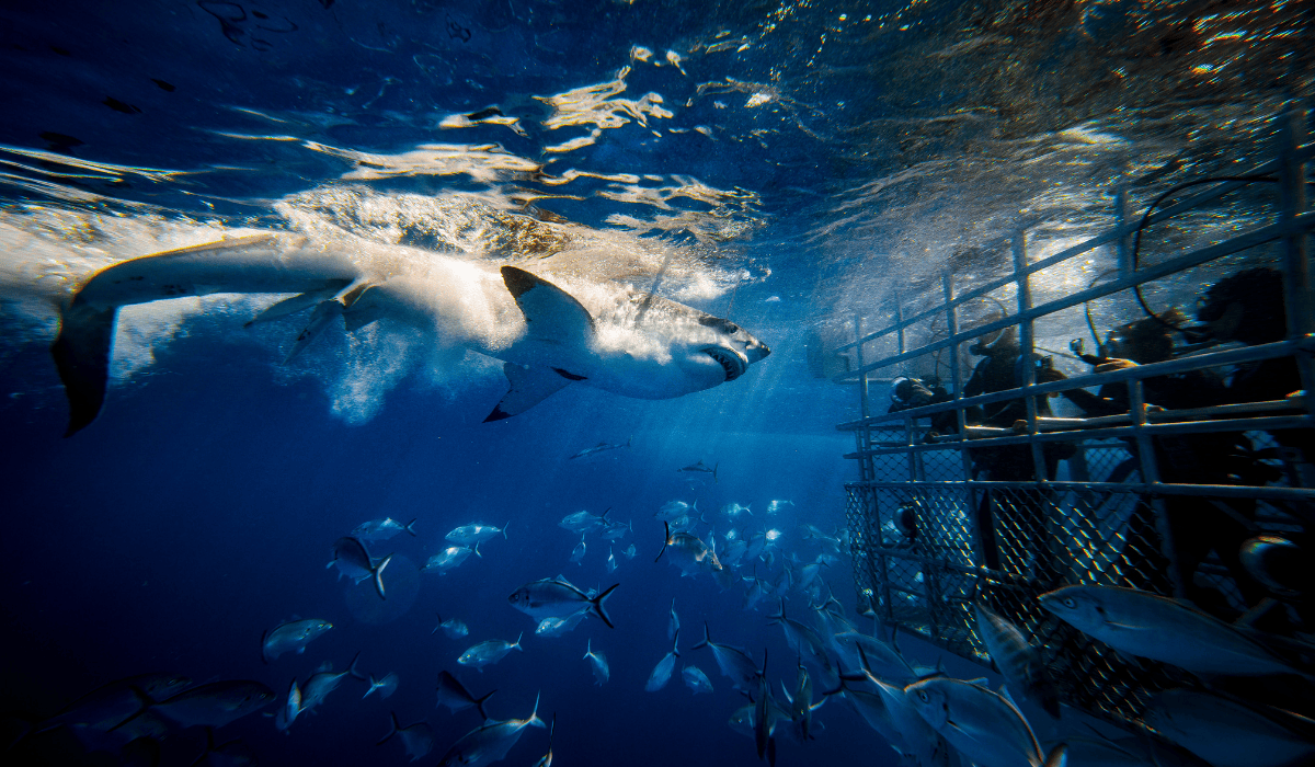 Tourists cage diving to feed sharks in the ocean.