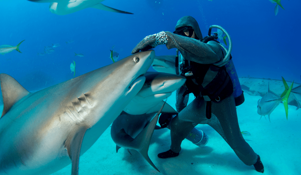 A diver touching a shark, surrounded by sharks during a shark feeding.