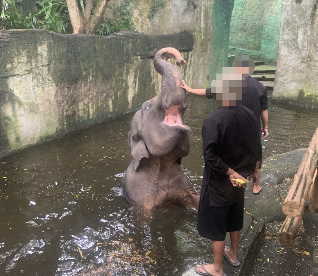 An elephant being touched at a tourist venue.