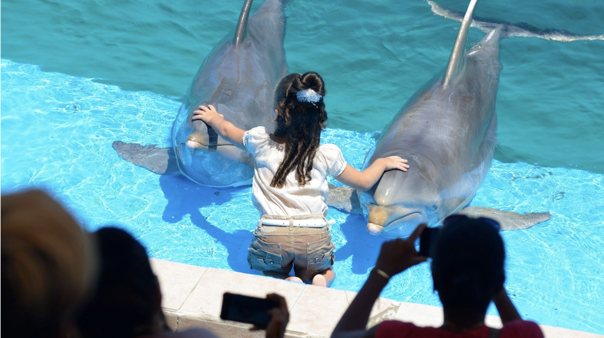 A small child petting two captive dolphins.