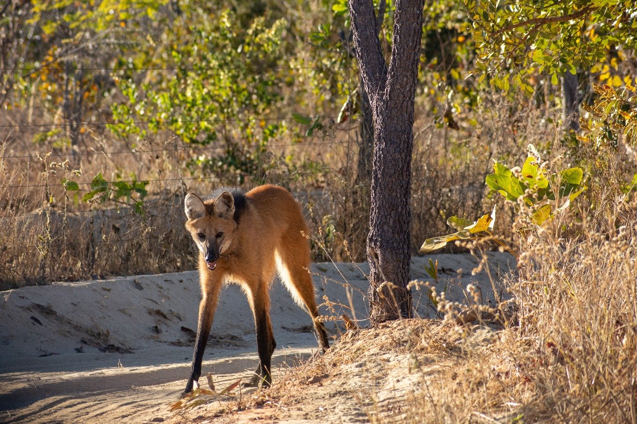 A maned wolf in the wild standing by a tree.