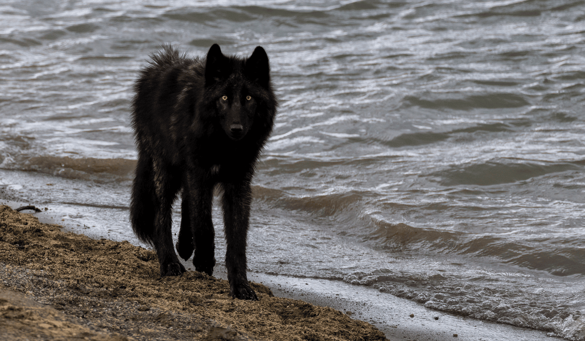 A black wolf walking along the shore at the ocean.