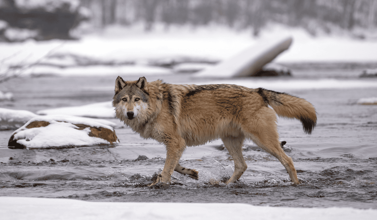 A wolf hunting in the icy Arctic.