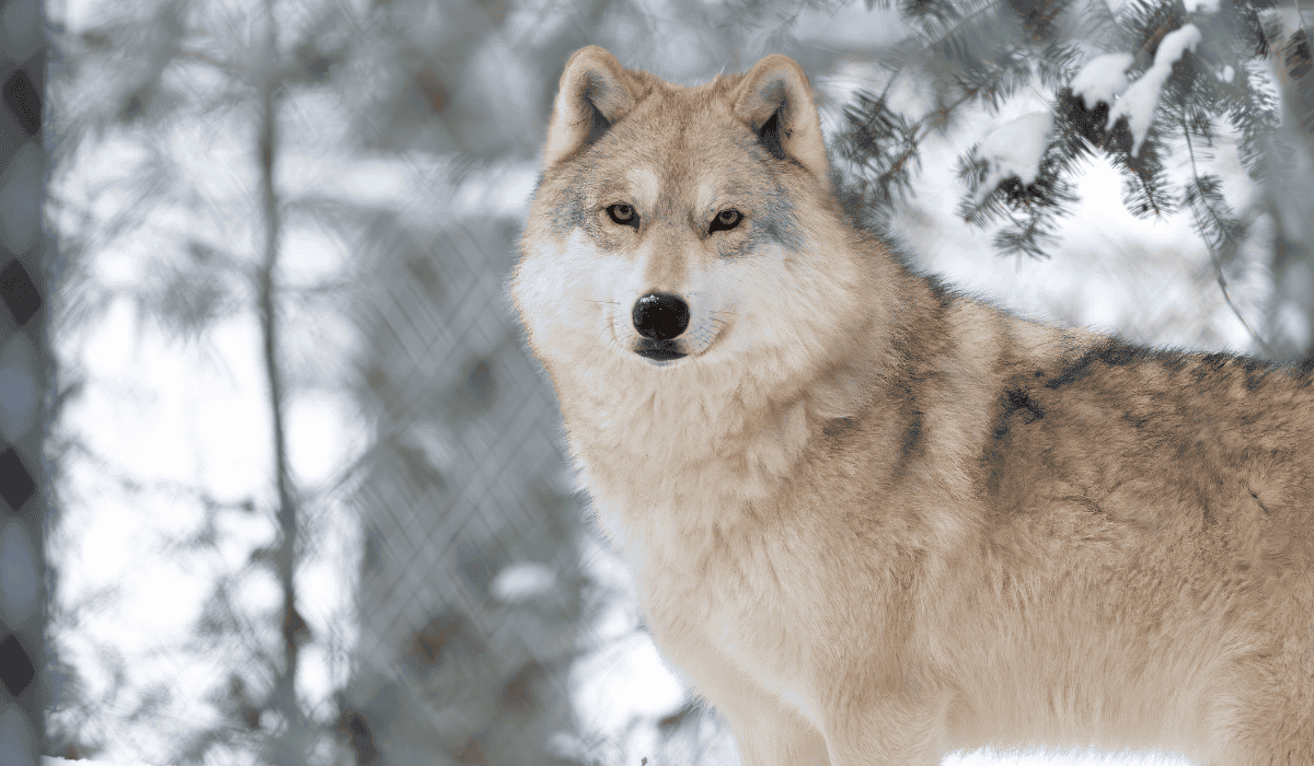 A grey wolf in a snowy landscape looking at the camera.