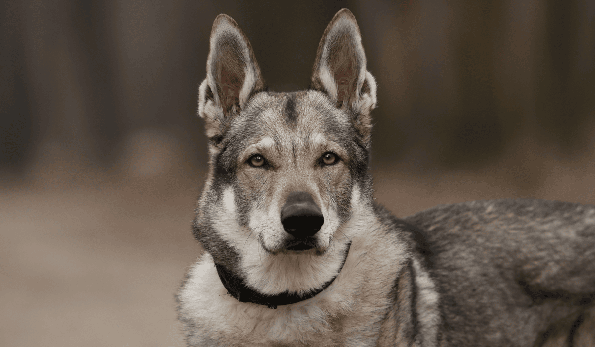 A wolfdog looking at the camera.