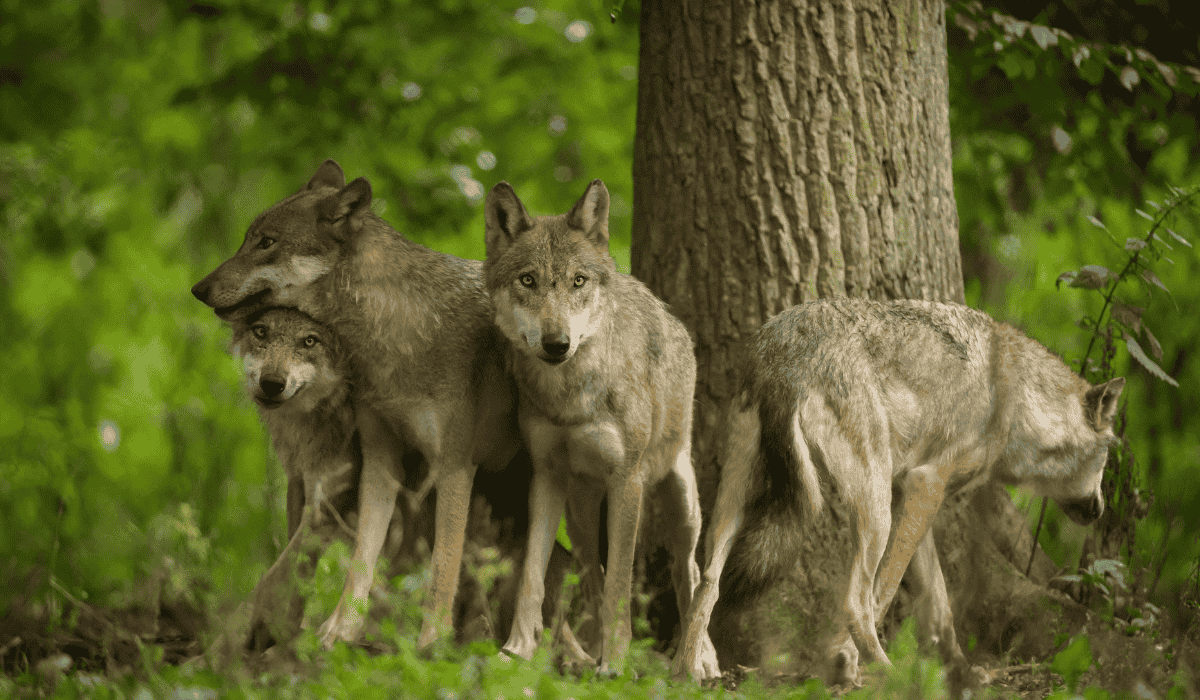 A pack of wolves in the wild