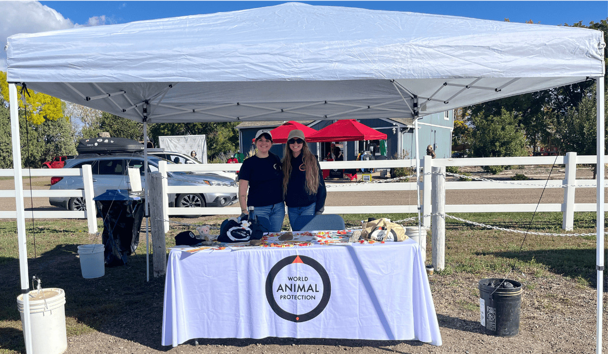 Tabling at Luvin Arms sanctuary for Fall Fest 2025.