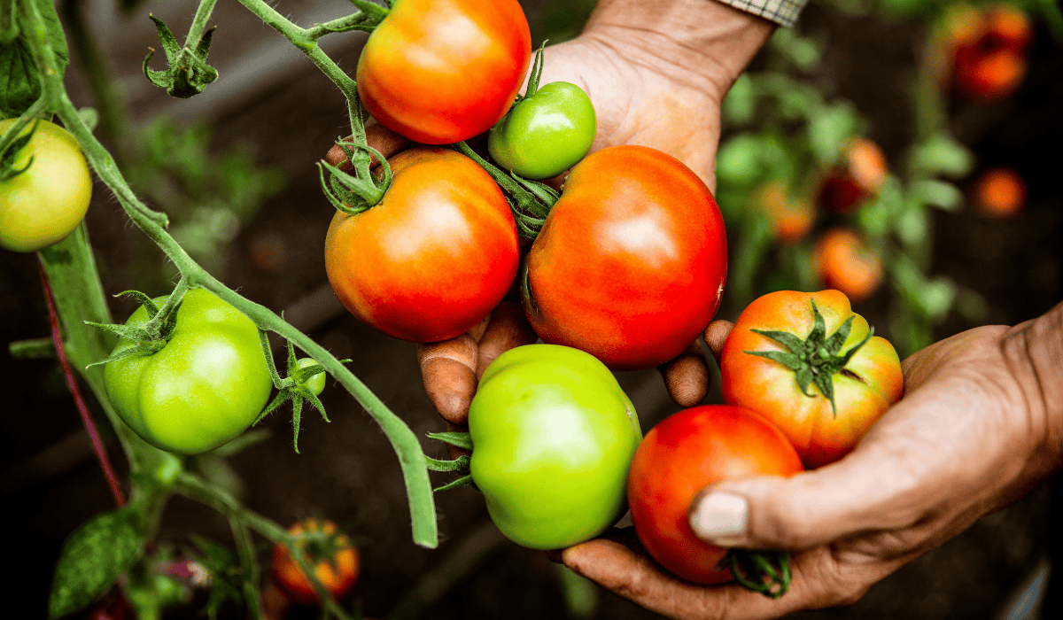 A farmer holding tomatoes on the vine.