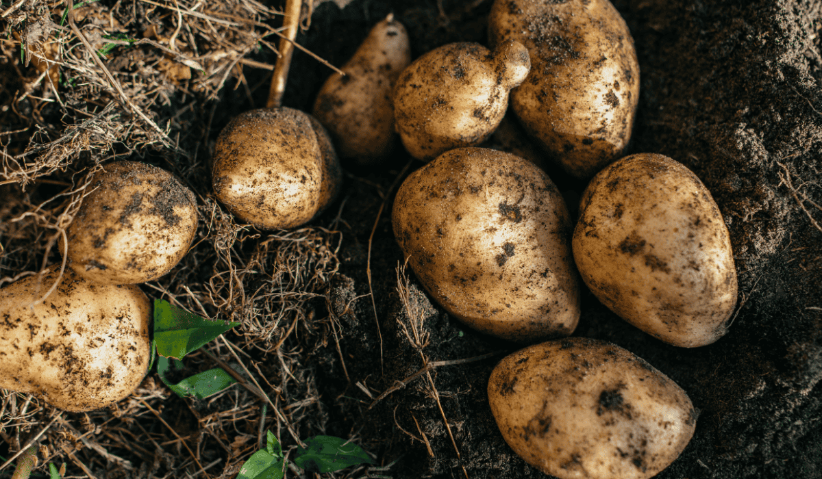 Potatoes in the dirt in the ground.