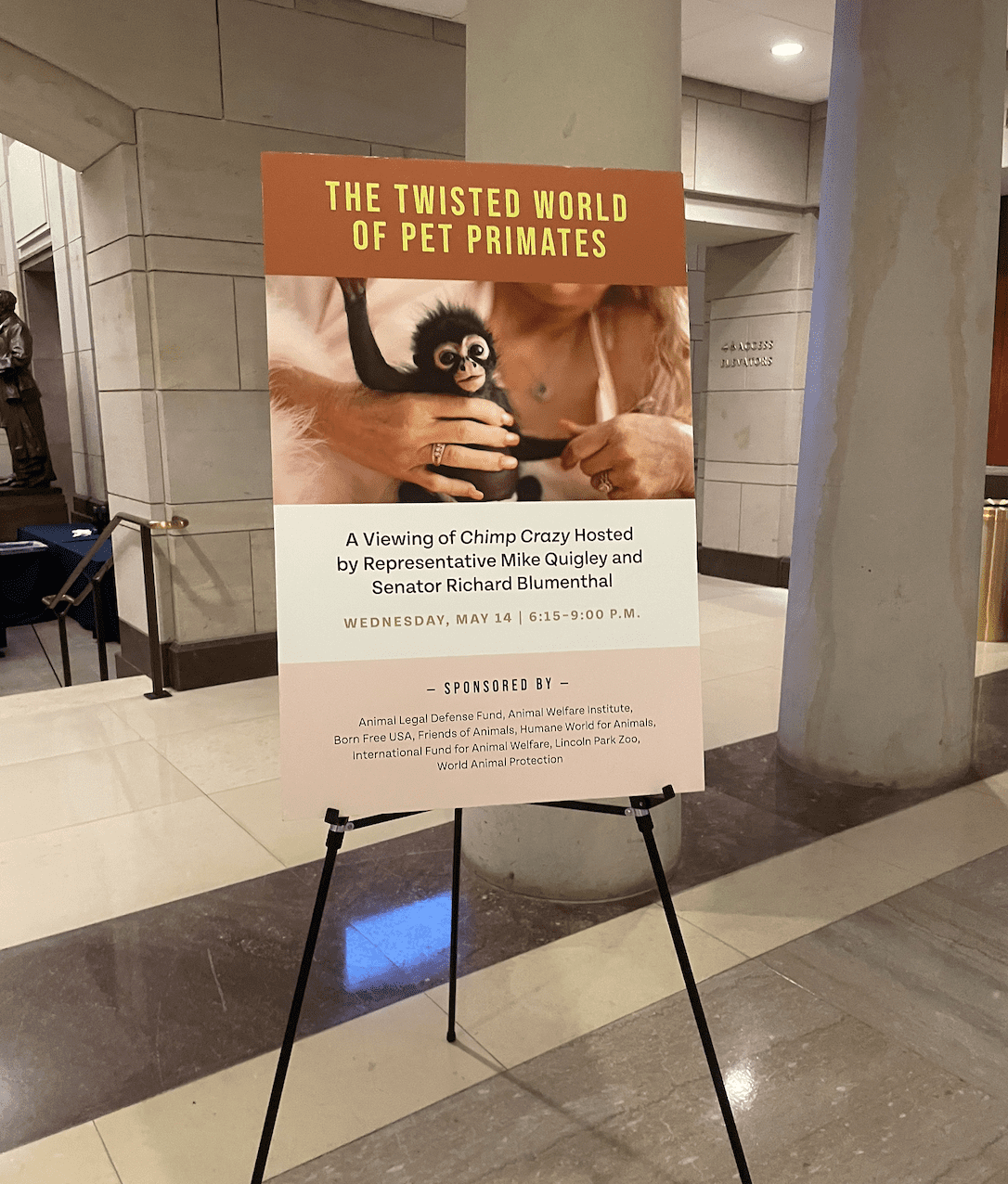 A poster of the screening of Chimp Crazy.
