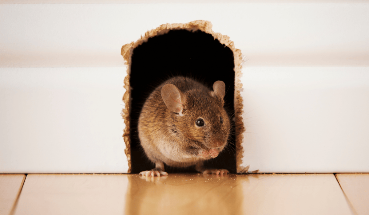 A mouse in a hole in a baseboard.