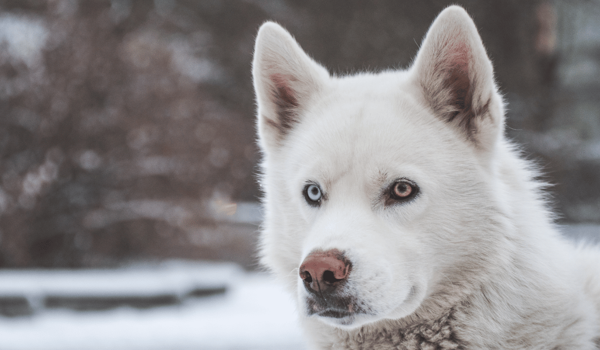 A white Siberian husky.