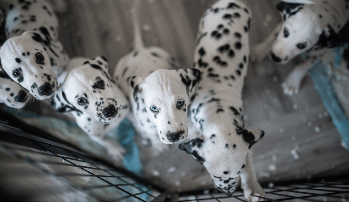 Dalmation puppies.