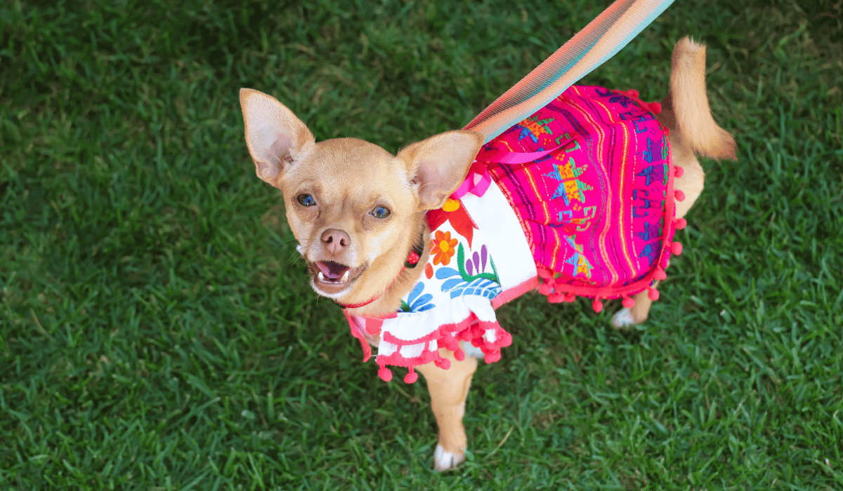 A chihuahua dog.