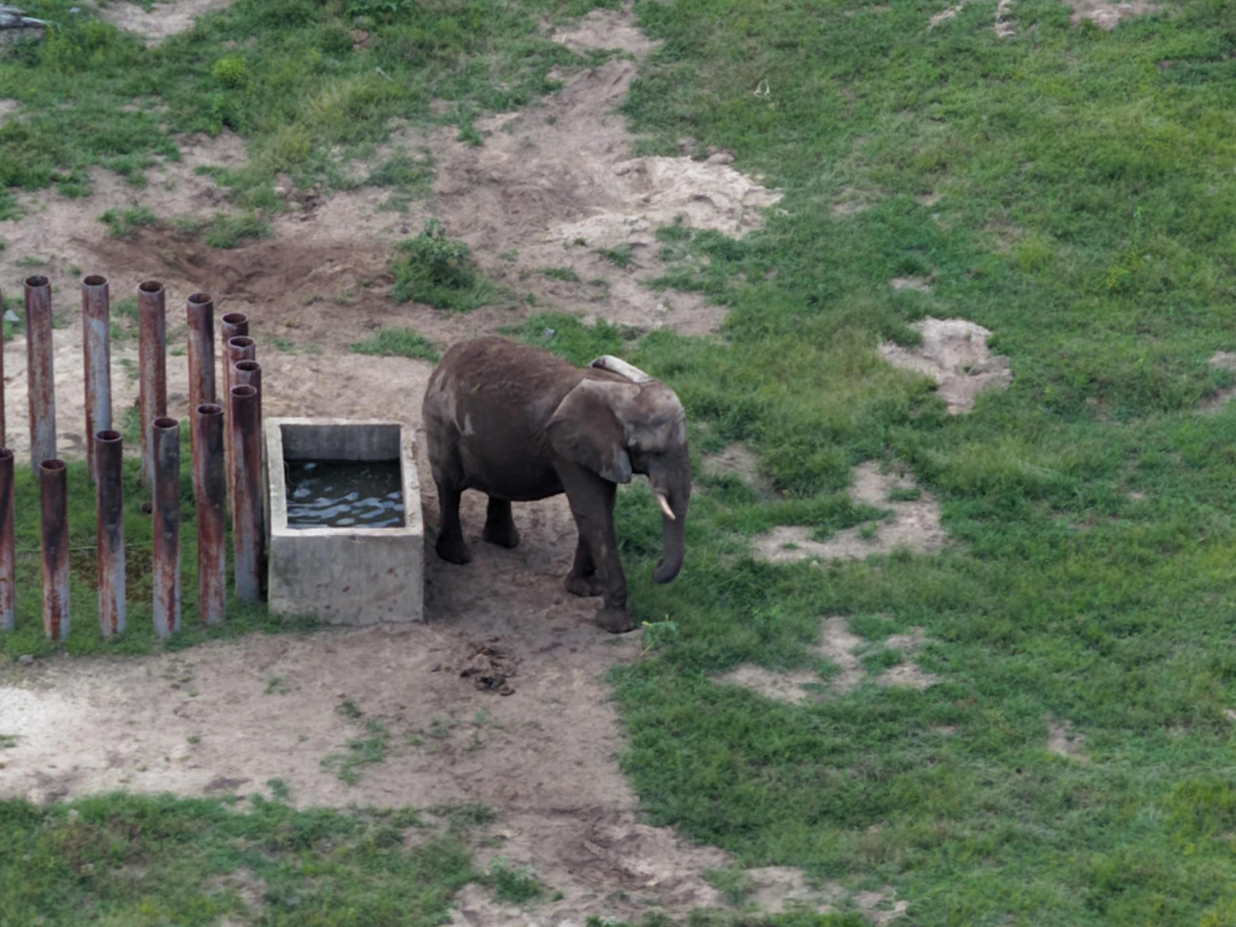 An aerial shot of Joyce the elephant in her enclosure at Six Flags.