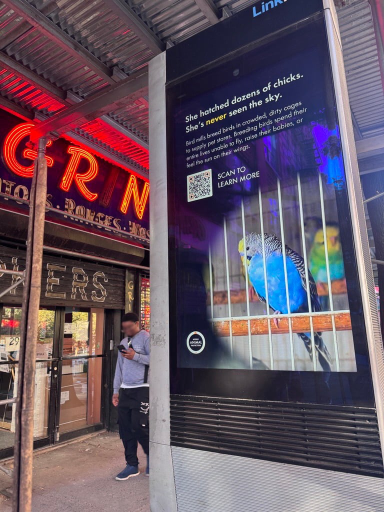 World Animal Protection bird mill ads on a LinkNYC display.