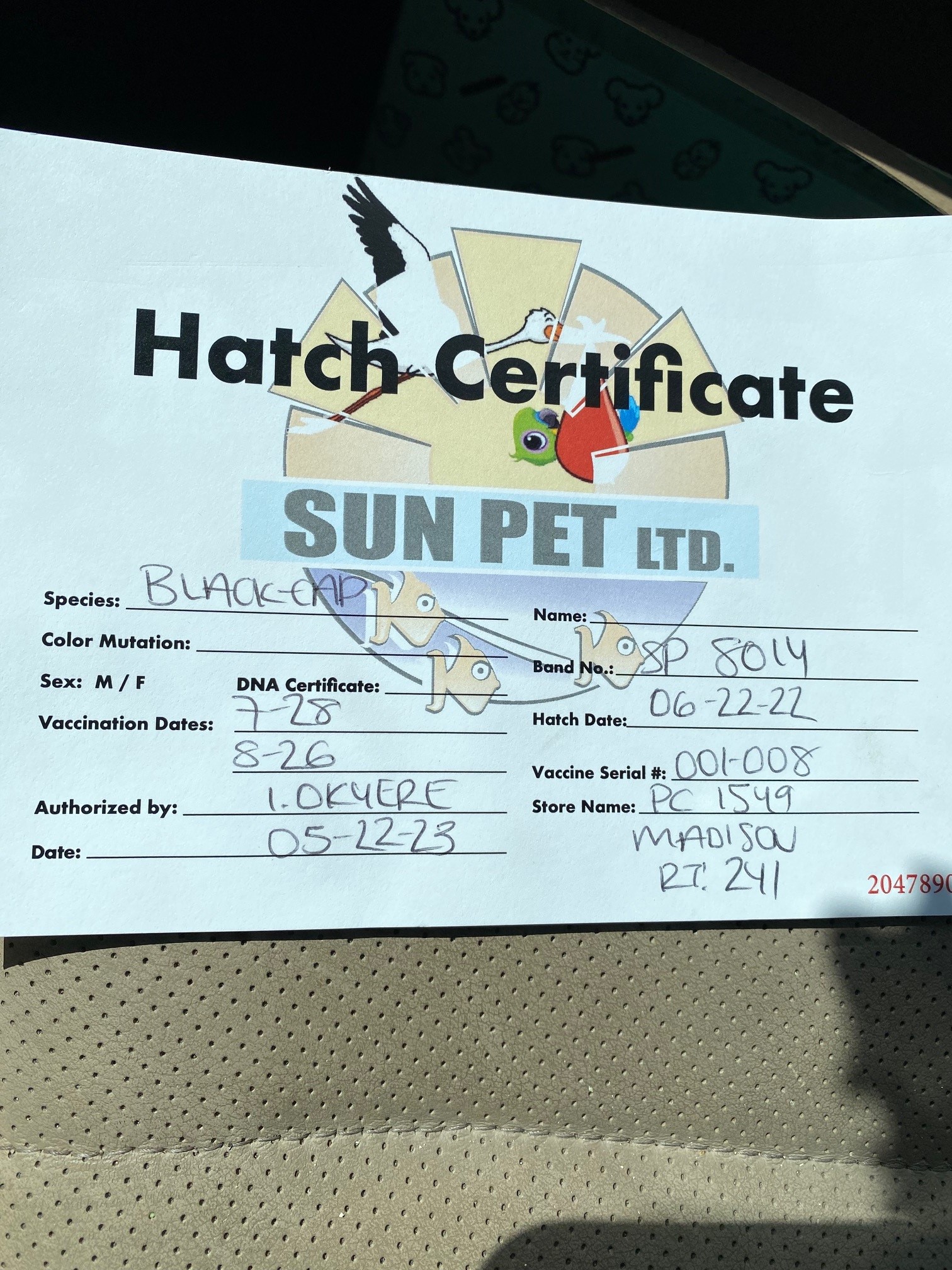 Little Buddy hatch certificate.