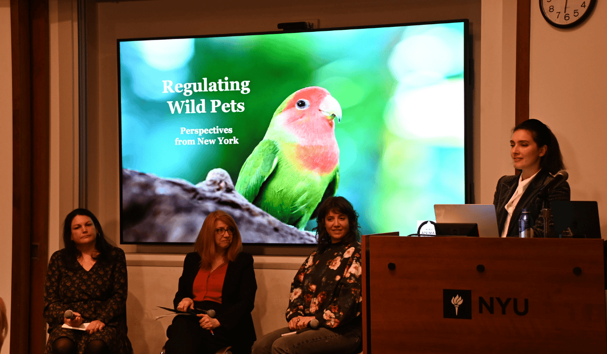 A conference at NYU about ending the sale of wild animals.