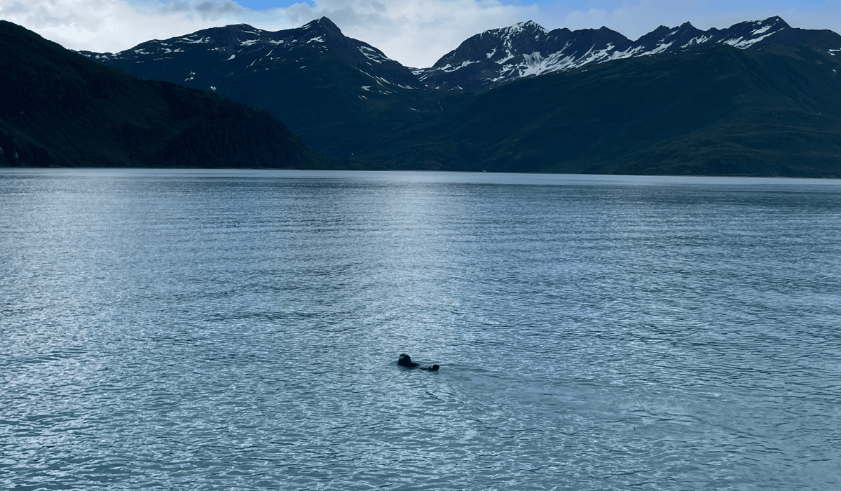 An otter floating along in Alaska.