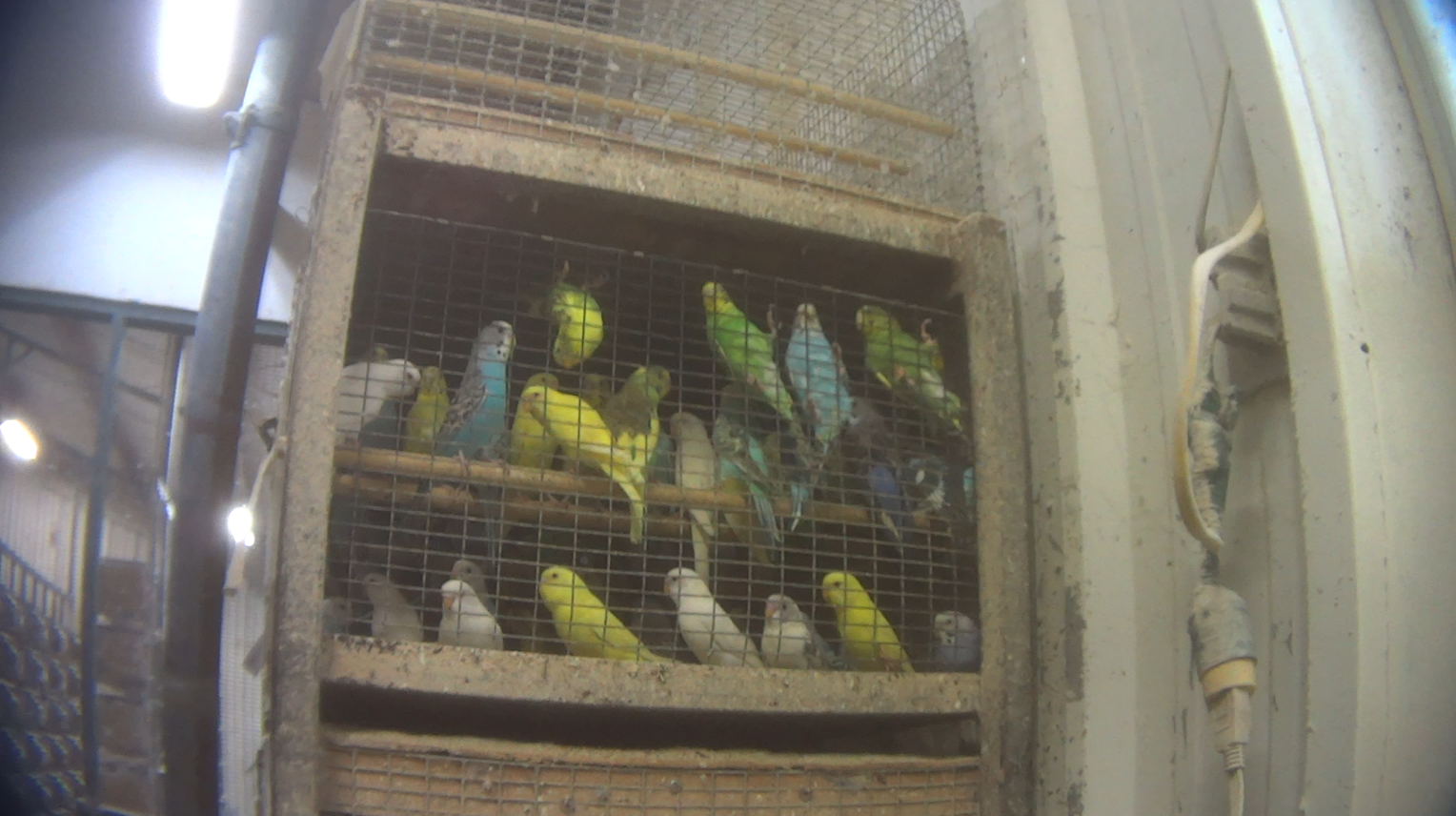 Bird mill investigation - a photo of crowded dirty cages housing birds.