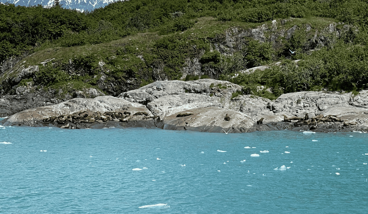 Sea lions resting on a rock in Alaska.
