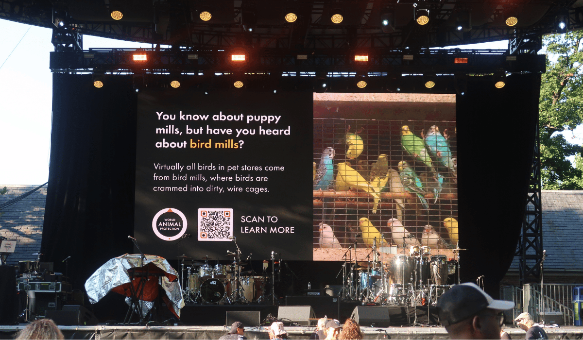 Our bird mill PSA at SummerStage, NYC’s nationally recognized performing arts festival.