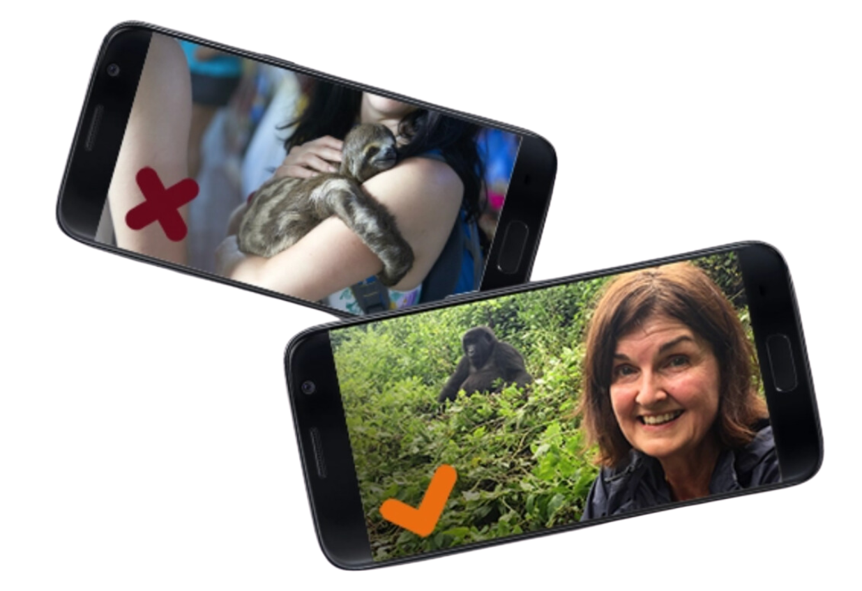 Graphic of phones showing the right and wrong type of selfie with a wild animal.