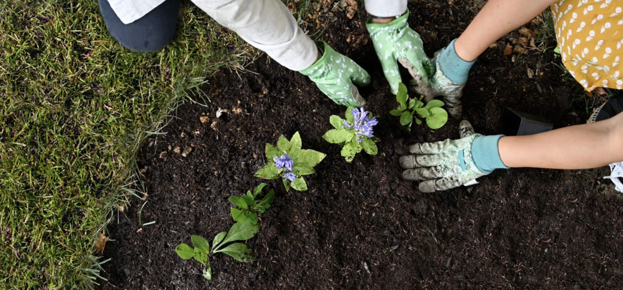Two people planting flowers in soil.