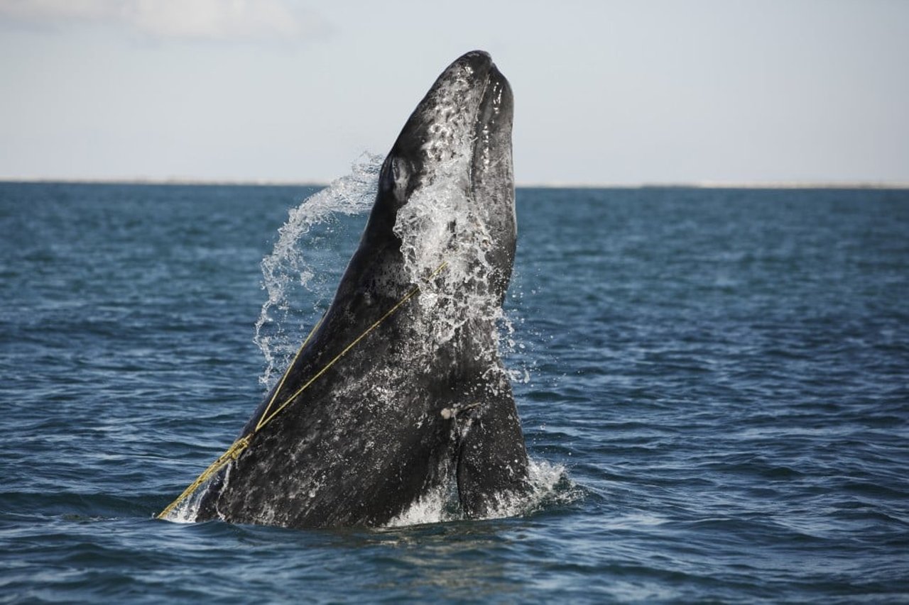 A juvenile Gray whale is breaching whilst entangled in a lobster trap line off the coast of Mexico. The rope is caught in its mouth and baleen causing agitation and erratic swimming.
