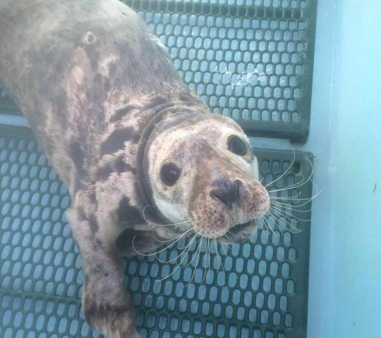 Horseradish showed signs of improvement after his rescue. He recovered fully and has since been released back home into the ocean.