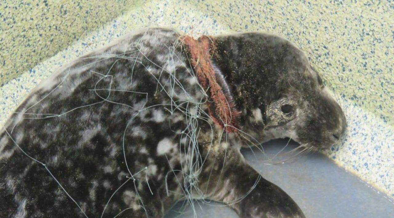 Seal entangled in ghost fishing gear.